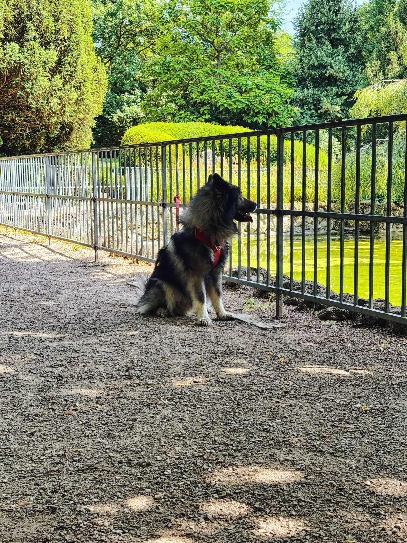 Q hält Ausschau am Teich